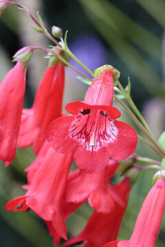 Penstemon 'King George V'. Group of bell shaped crimson penstemon flowers with white markings.  