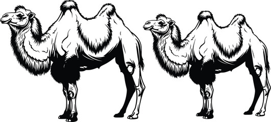 Black-and-white vector silhouette illustration of two Bactrian camels with detailed fur and body contours, symbolizing desert wildlife, travel, endurance, and cultural themes © MdMahmudul