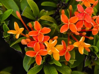 orange and yellow flowers