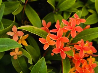 orange and yellow flowers