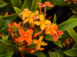 orange and yellow flowers