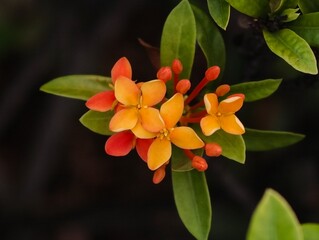 orange and yellow flowers