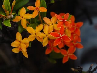 orange and yellow flowers