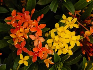 orange and yellow flowers