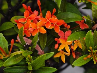 orange and yellow flowers