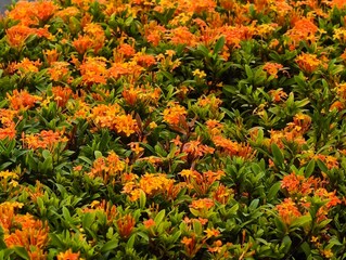 orange and yellow flowers
