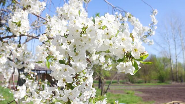 Honey bee collecting pollen from white cherry blossoms in spring garden. Macro pollination concept