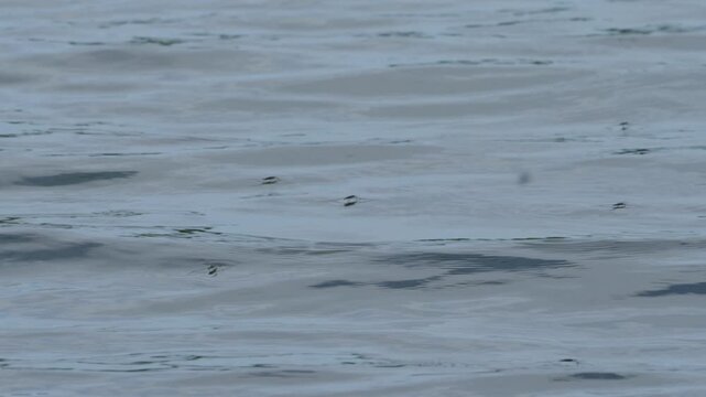 Close up view of water striders are moving around the surface of water of lake.