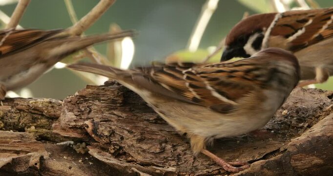 Group of Eurasian Tree Sparrows (Passer montanus ) feeding on a piece of wood.