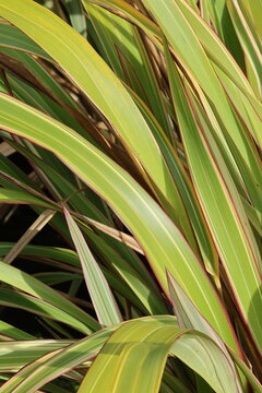 Phormium colensoi 'Tricolor'.   Arching large variegated white and green strap like mountain flax leaves with pink margins. 