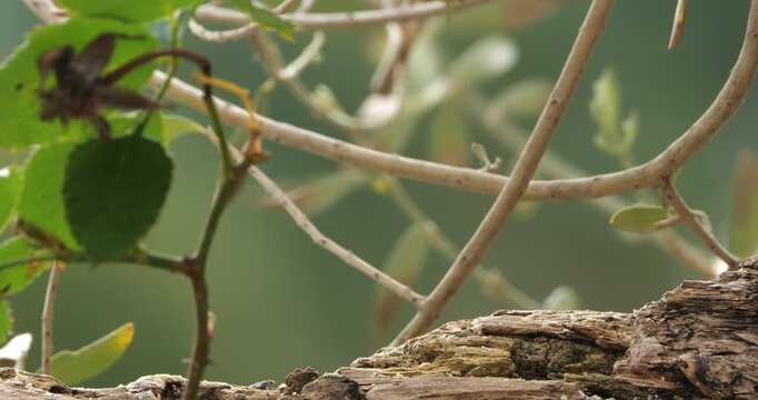 Sardinian warbler ( Curruca melanocephala ). Male adult feeding on a piece of wood. Southern France