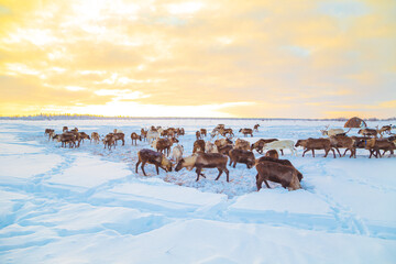 A herd of reindeer in the snowy tundra. Life in the Arctic. © lizavetta