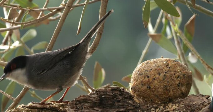 Sardinian warbler ( Curruca melanocephala ). Male adult feeding on a piece of wood. Southern France
