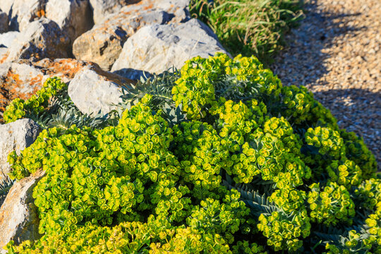 Gopher spurge or upright myrtle spurge (Euphorbia rigida)