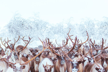 A herd of reindeer wanders through a snowy forest. © lizavetta