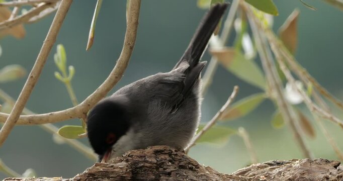 Sardinian warbler ( Curruca melanocephala ). Male adult feeding on a piece of wood. Southern France