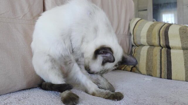 A cat with sarcoptic mange mites experiences intense itching and scratching.
Atopic dermatitis, allergies, and skin problems in cats