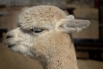 close up of a llama © Kate