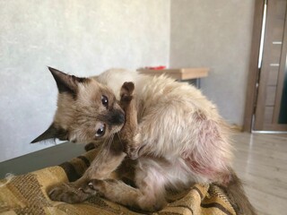 Obraz premium A cat with sarcoptic mange mites experiences intense itching and scratching. Atopic dermatitis, allergies, and skin problems in cats