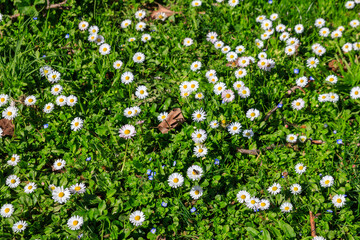 White daisy flowers (Bellis perennis) on a green meadow © olyasolodenko