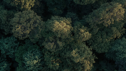 Obraz premium Lush green forest canopy viewed from above with soft sunlight filtering through leaves
