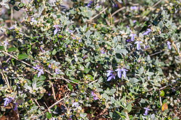 Blooming tree germander or shrubby germander (Teucrium fruticans) © olyasolodenko