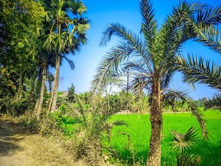 Fototapeta premium Palm trees in tropical landscapes from beach to desert and park