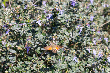Fototapeta premium Hummingbird hawk-moth (Macroglossum stellatarum) feeding nectar from the tree germander or shrubby germander (Teucrium fruticans)