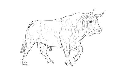 Obraz premium Realistic bull sketch line art vector illustration detailed animal study isolated on white background