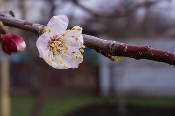 Fresh white flower opening on fruit tree branch. Macro spring detail with soft bokeh background, natural garden atmosphere and seasonal growth concept.