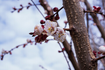 Fresh white flower opening on fruit tree branch. Macro spring detail with soft bokeh background, natural garden atmosphere and seasonal growth concept.