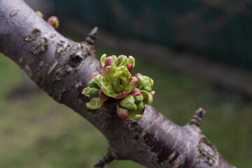Young green buds emerging on tree branch. Macro spring nature detail with shallow depth of field.