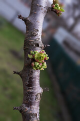 Young green buds emerging on tree branch. Macro spring nature detail with shallow depth of field.