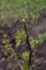 Tender raspberry leaves emerging on branch in early spring. Natural rural garden scene with shallow depth of field and growth concept.