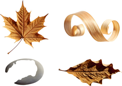 Isolated Autumn Maple Leaf, Wood Shaving, Moon Shell and Oak Leaf Transparent PNG