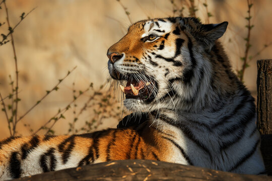 Siberian tiger (Panthera tigris altaica) detail portrait