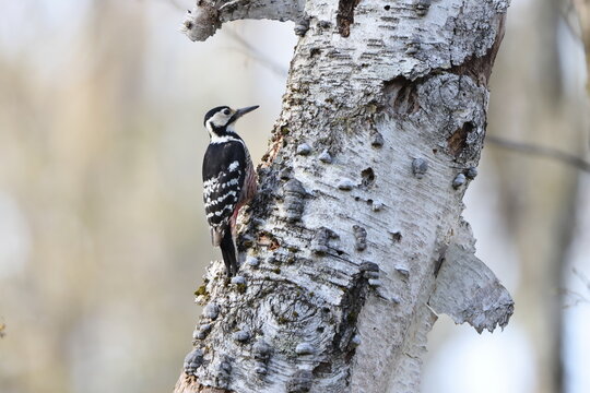 The white-backed woodpecker (Dendrocopos leucotos stejnegeri) is a Eurasian woodpecker belonging to the genus Dendrocopos. This photo was taken in Nagano Pref. Japan.