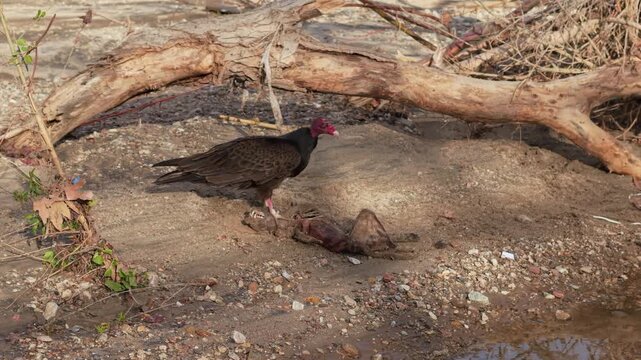 turkey vulture eating a dead animal near a creek