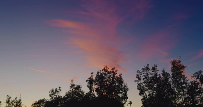 A wide shot of a vibrant sunset sky featuring wispy pink and orange clouds over dark tree silhouettes. Ideal for nature transitions and peaceful background scenes.