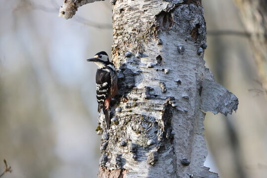 The white-backed woodpecker (Dendrocopos leucotos stejnegeri) is a Eurasian woodpecker belonging to the genus Dendrocopos. This photo was taken in Nagano Pref. Japan.