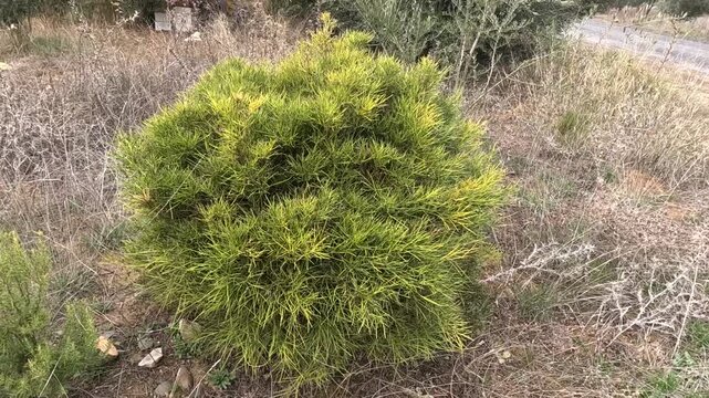 Genista quadriflora, a hardy green shrub with needle-like leaves, grows in dry, rocky, semi-arid landscapes. Compact, bushy, and drought-resistant, perfect for natural, arid, outdoor scenes.