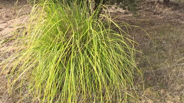 Carex calotides is grass-like sedge with dense, tufted clumps and long, arching leaves. It thrives in moist to semi-moist habitats and is tolerant of drier conditions, making it ideal for landscaping