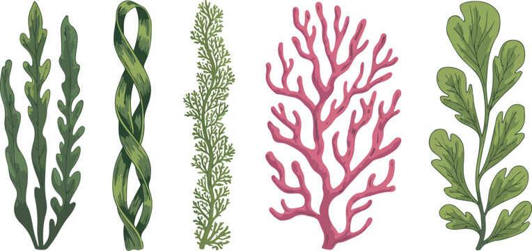 Smooth outline illustration of underwater greenery, colorful sea plants, red and green algae collection, natural healthy edible marine vegetation.