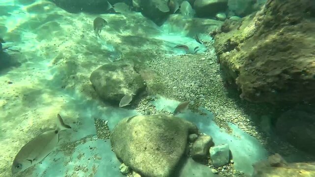 Toma subacu&aacute;tica con banco de peces blancos planos