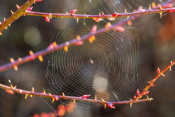 小さな蜘蛛がイバラに巣を張っている02