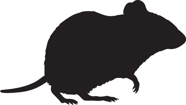 Vector Rat Illustration Isolated on White Background