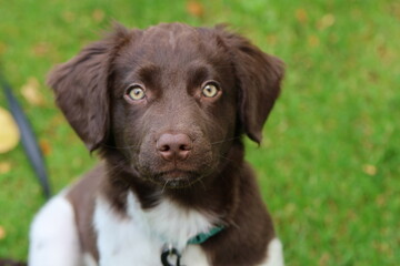 Stabyhoun Stabijhoun puppy dog  © E