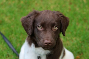 Stabyhoun Stabijhoun puppy dog  © E