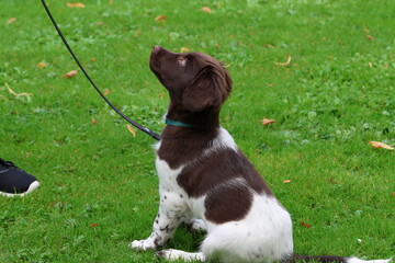 Stabyhoun Stabijhoun puppy dog  © E