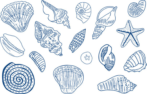  Hand drawn seashells drawing ink set. Minimalist line art, naive marine sketch. Summer vacation design elements for poster, menu, banners, invitation. Tropical beach shells. Vector illustration.